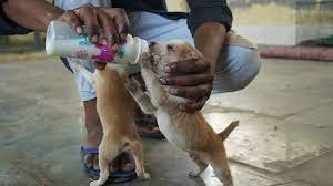 Care for animals