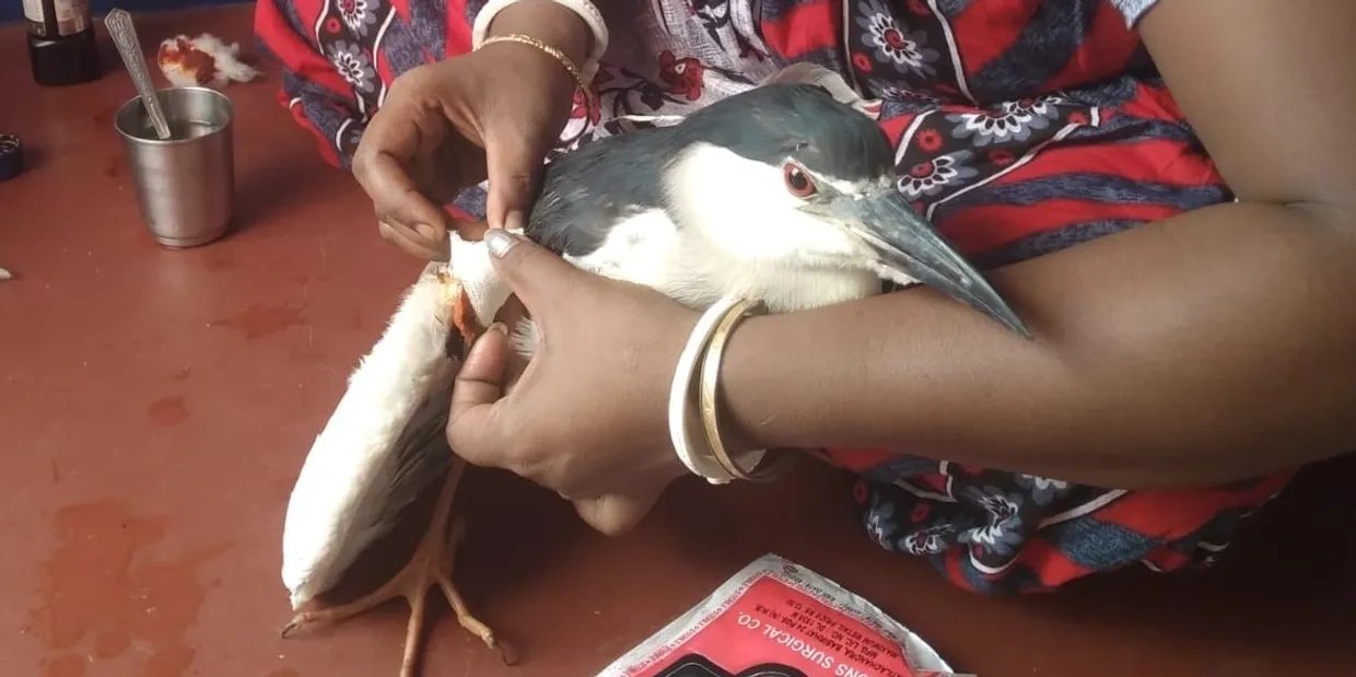 Protect bird species